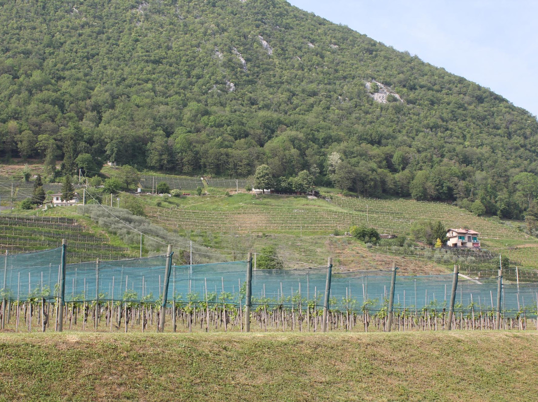 Azienda Agricola Giovanni Dri景点图片