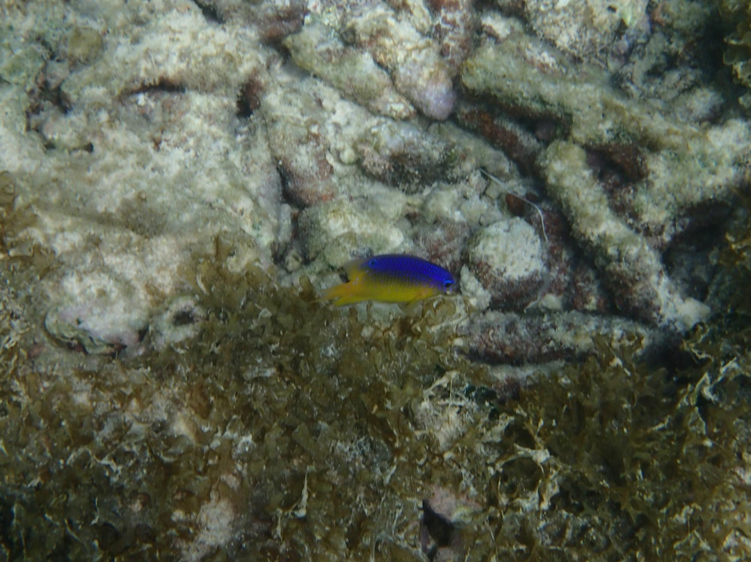 Grand Cul-de-Sac Marin-Basse-Terre必去景点