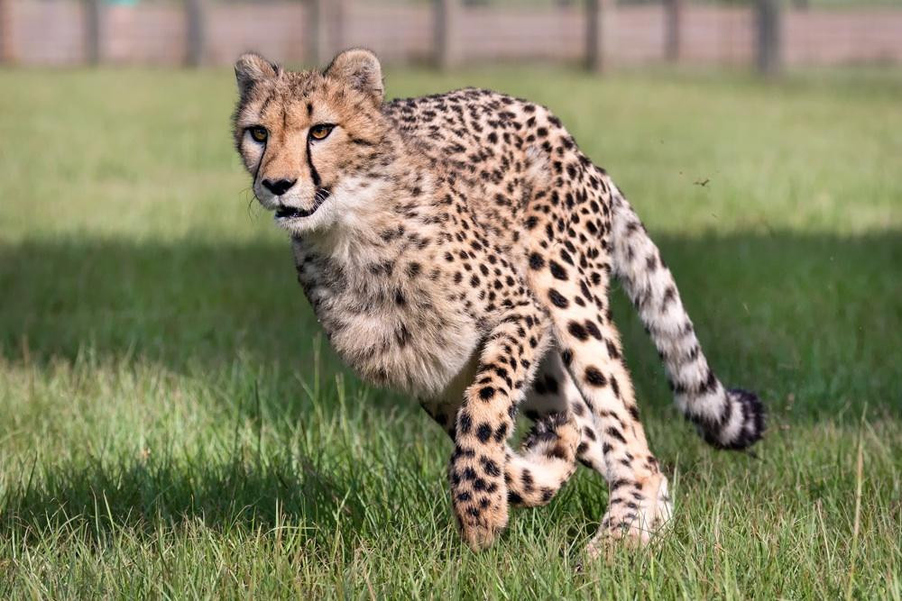 Carson Springs Wildlife Conservation Foundation景点图片