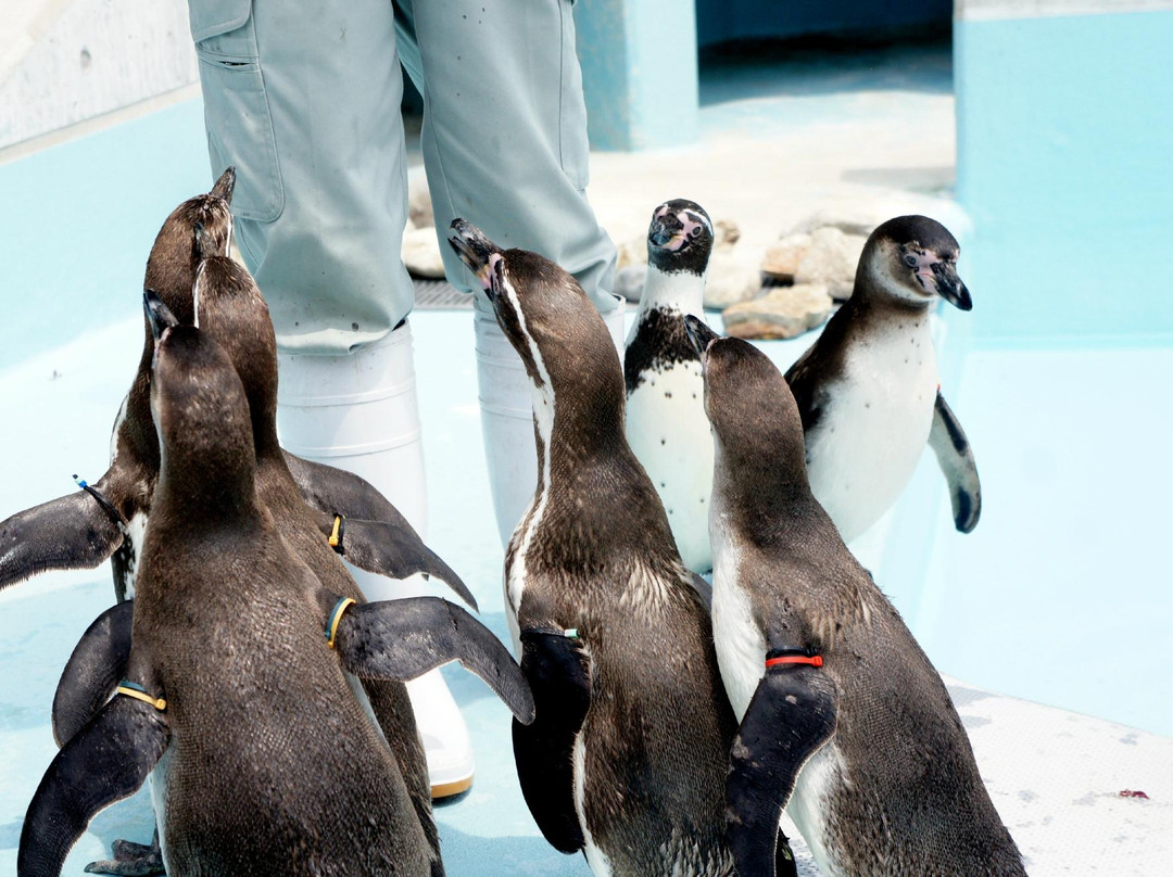Suzaka City Zoo-须坂市必去景点