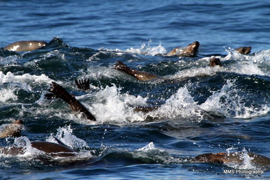 蒙特雷公主观鲸之旅-蒙特雷必去景点