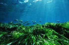 Evolution Divers-瓜尔达马尔德尔塞古拉必去景点