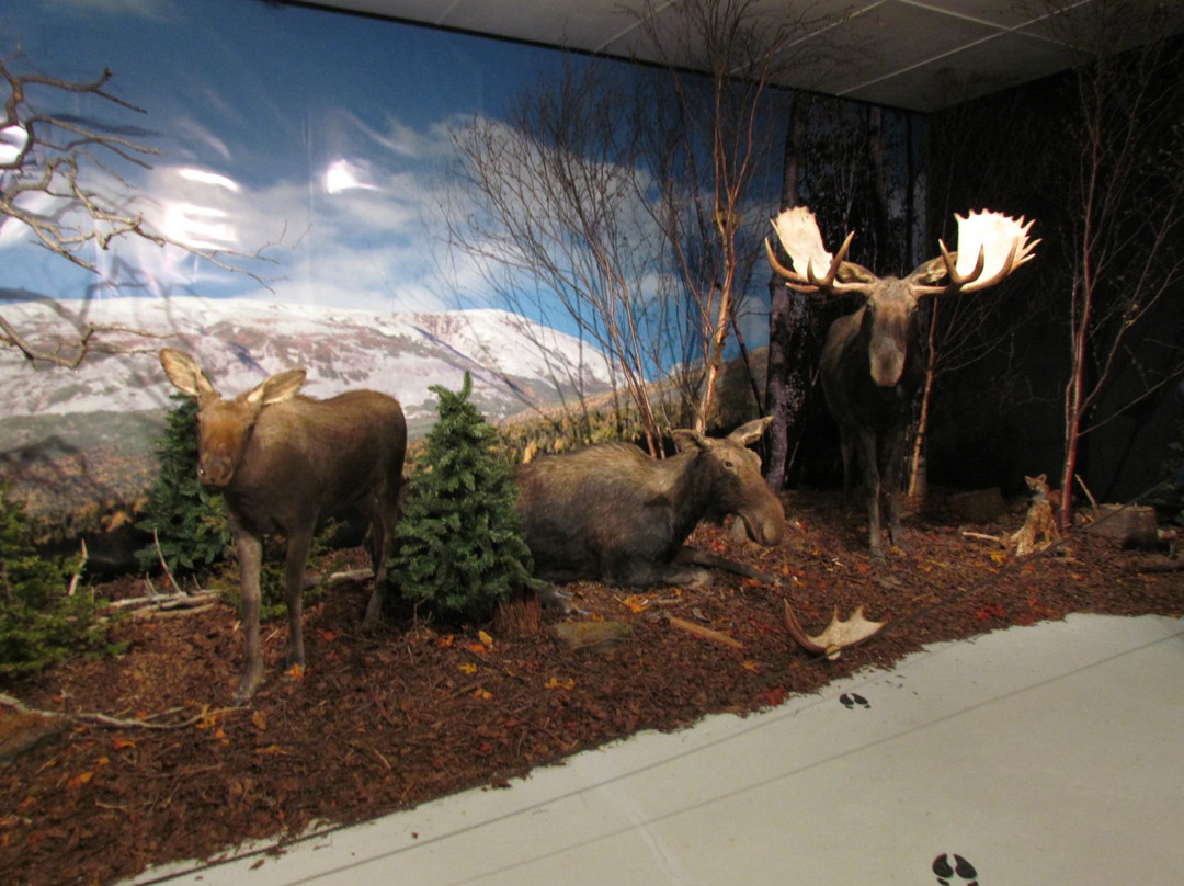 Gros Morne Wildlife Museum-Rocky Harbour必去景点