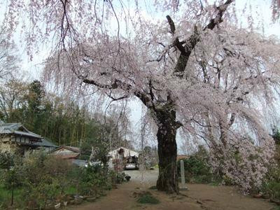 Fujuzawano Okakuzakura景点图片