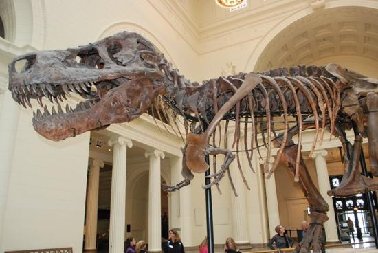 菲尔德自然史博物馆-芝加哥必去景点