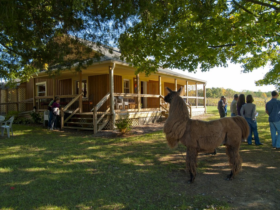 Divine Llama Vineyards-East Bend必去景点