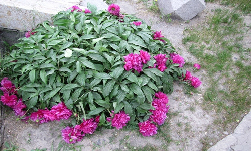 鞍山山西会馆-海城市必去景点