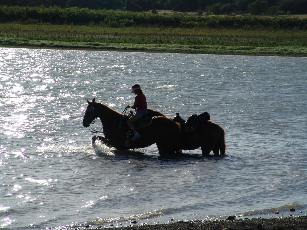Texas Trail Riding Co.景点图片