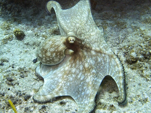 Seasports Diving-七哩滩必去景点