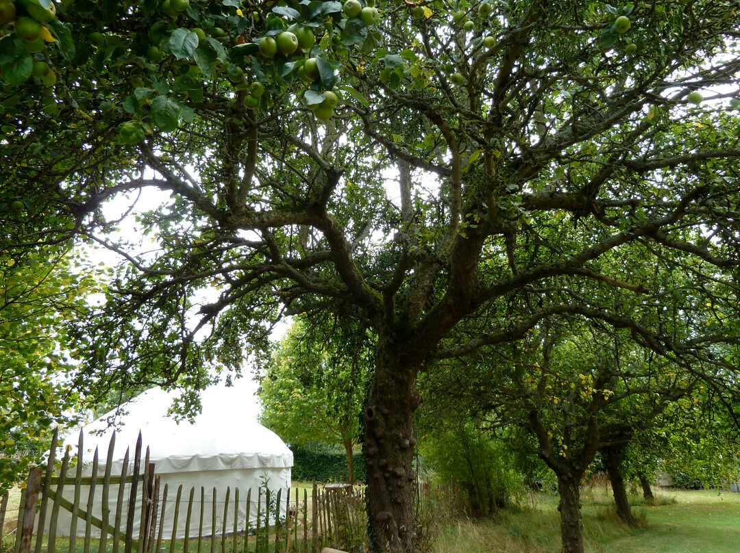 Orchard Yurt