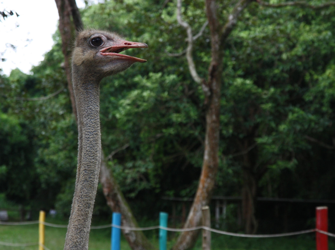 PD Ostrich Show Farm景点图片