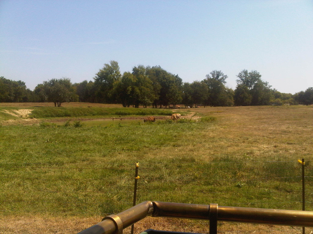 Tupelo Buffalo Park & Zoo景点图片
