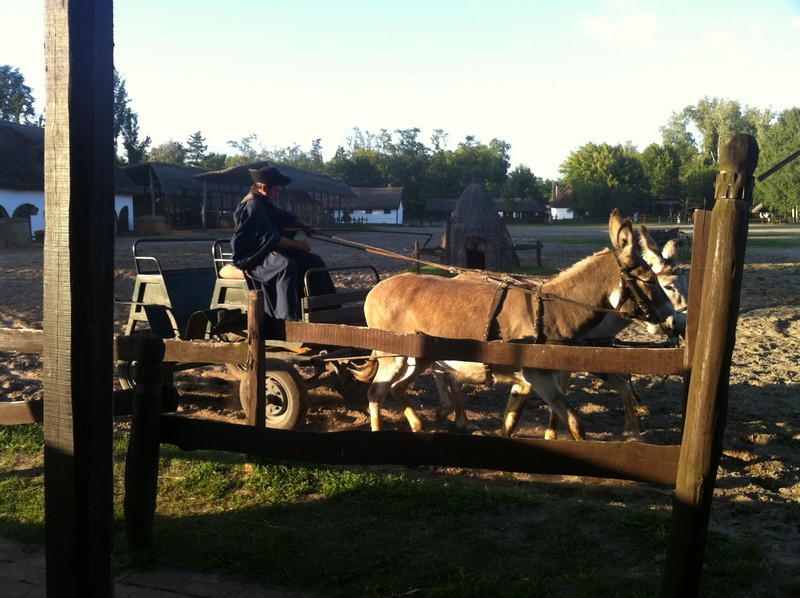 Varga Tanya Horse Show景点图片