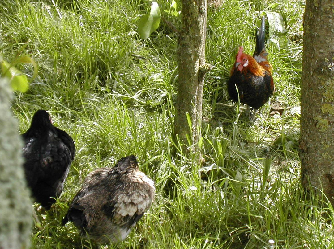 Totnes Rare Breeds Farm-托特尼斯必去景点