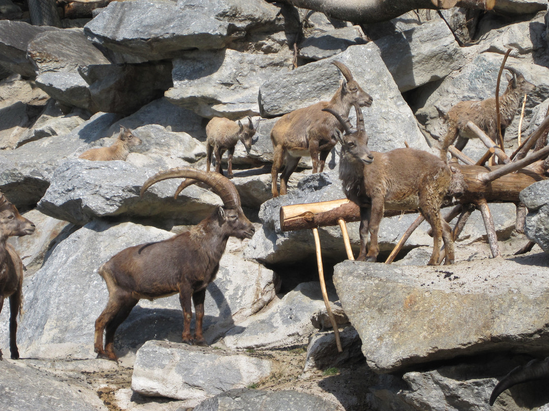 Alpenzoo