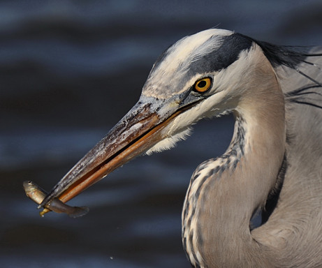 Edwin B. Forsythe National Wildlife Refuge-Oceanville必去景点