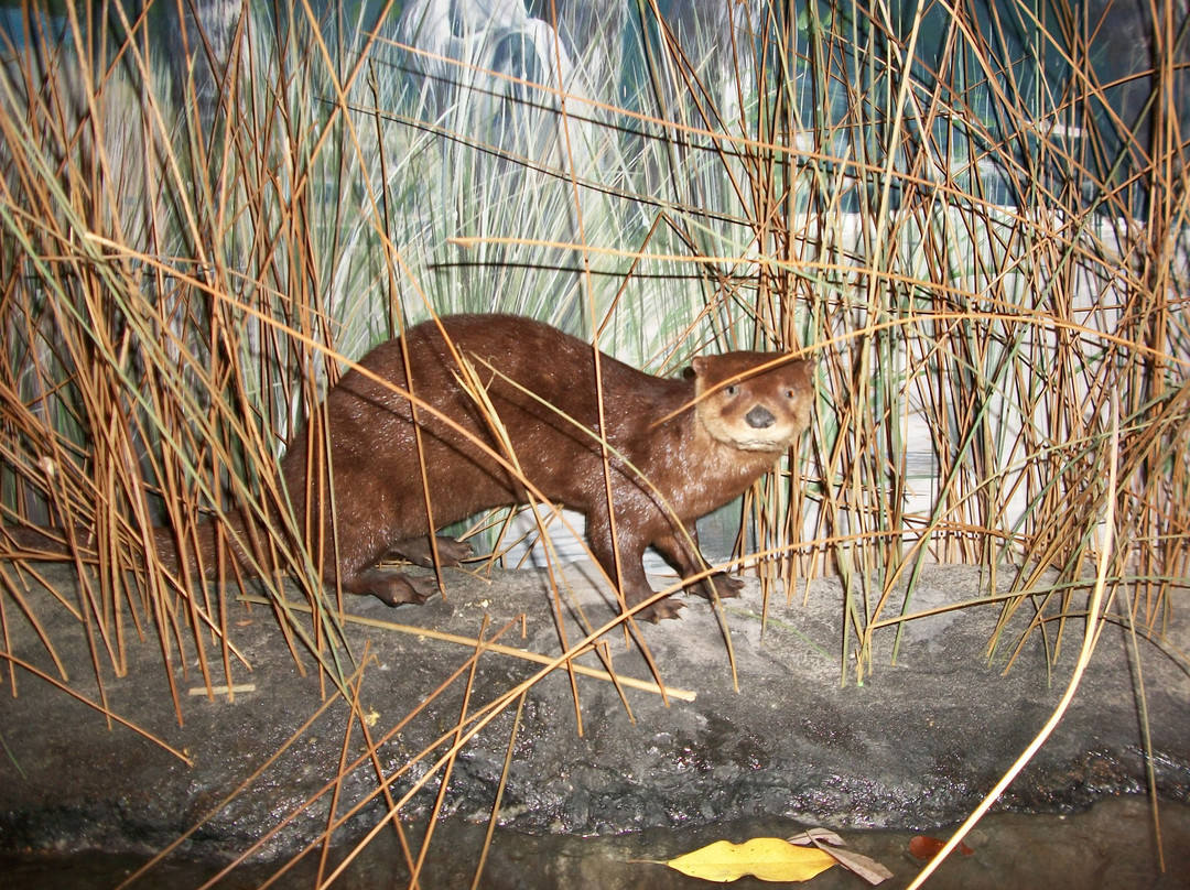 布雷登顿旅游景点-The Bishop Museum Of Science And Nature