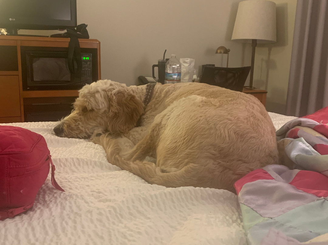 Fairfield by Marriott Inn & Suites Marietta主图