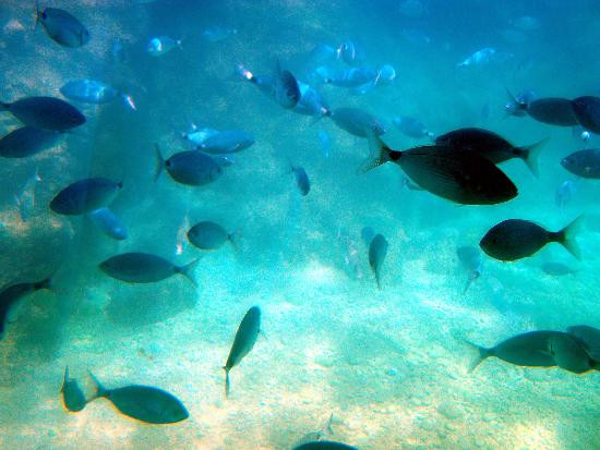 Isla de Benidorm-贝尼多姆必去景点