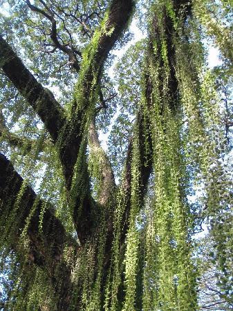 Sto. Rosario Church-卡米金省必去景点