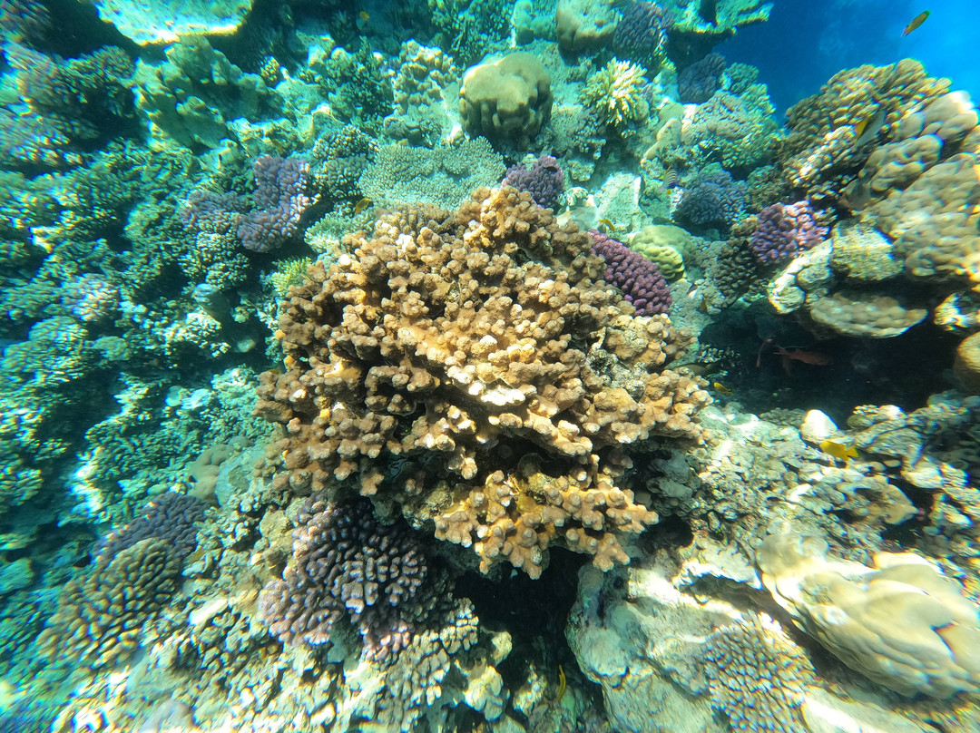 Capt.Faisal-Yanbu必去景点