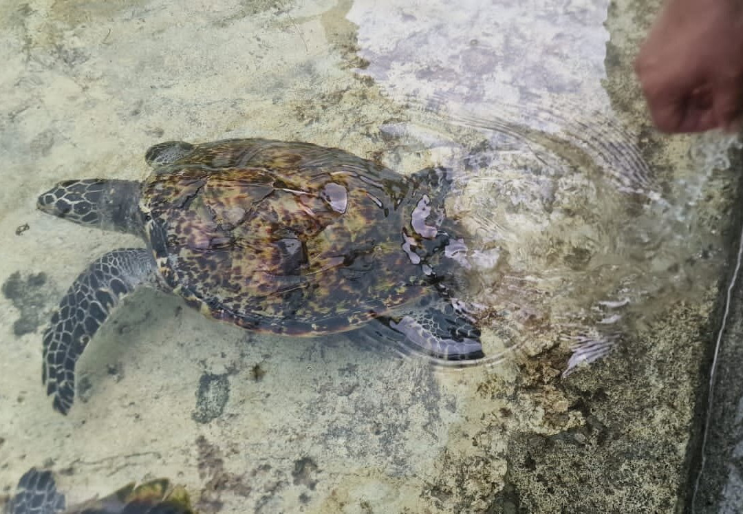 The Reef Vanuatu Zoological-Eratap必去景点