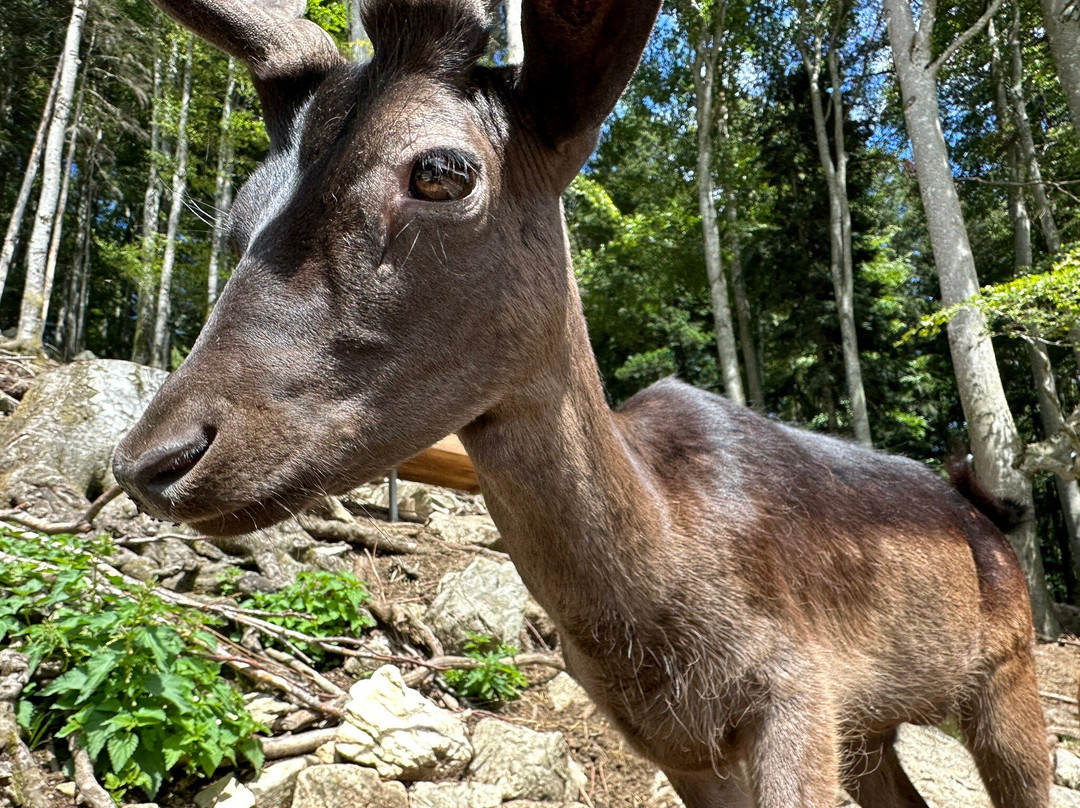 Steinwasen Park-Oberried必去景点