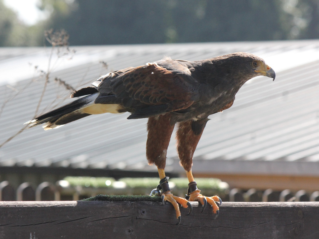 Hawkeye School of Falconry景点图片