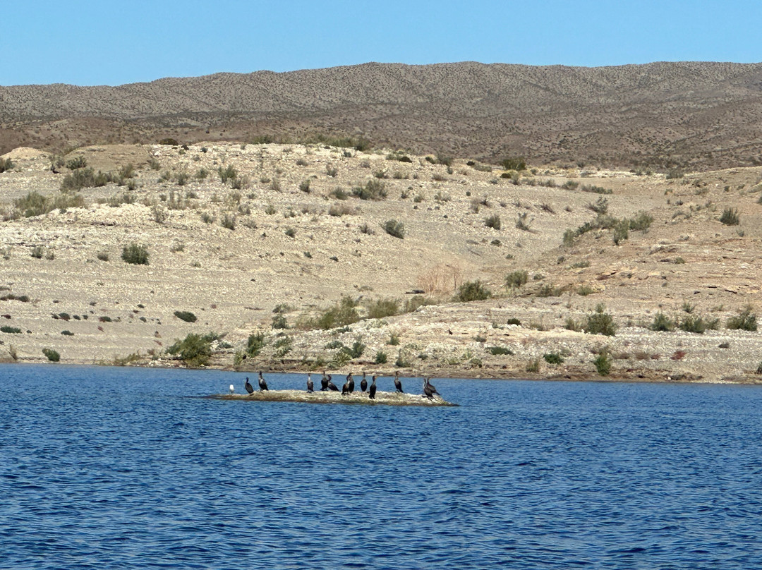 Callville Bay Marina - Boat Rentals-欧弗顿必去景点