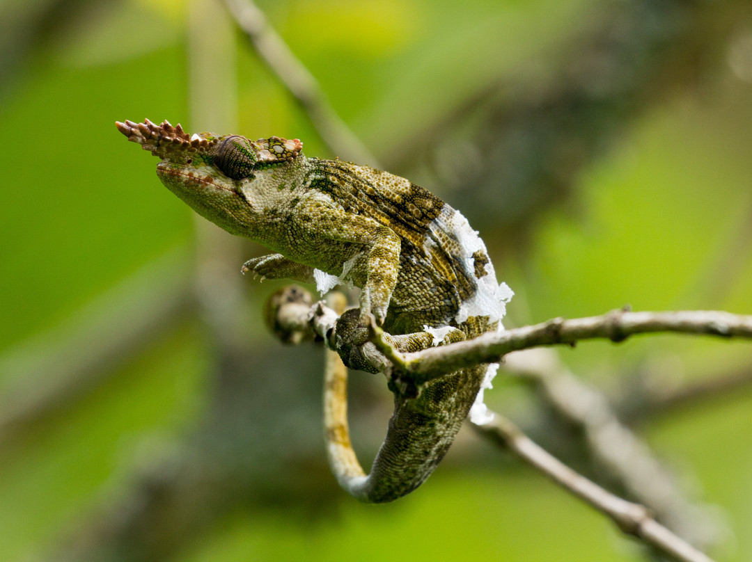 Shimboni Africa-莫西必去景点