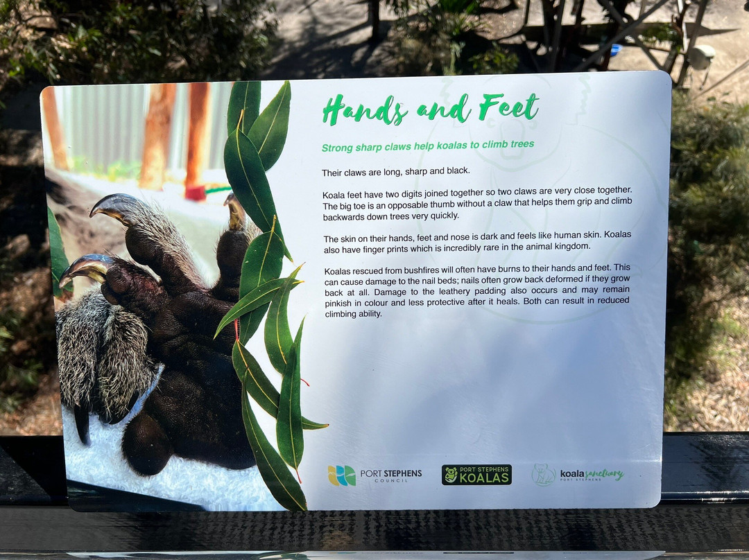 Port Stephens Koala Sanctuary景点图片