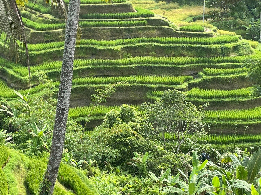 Love Bali Bike Tours景点图片
