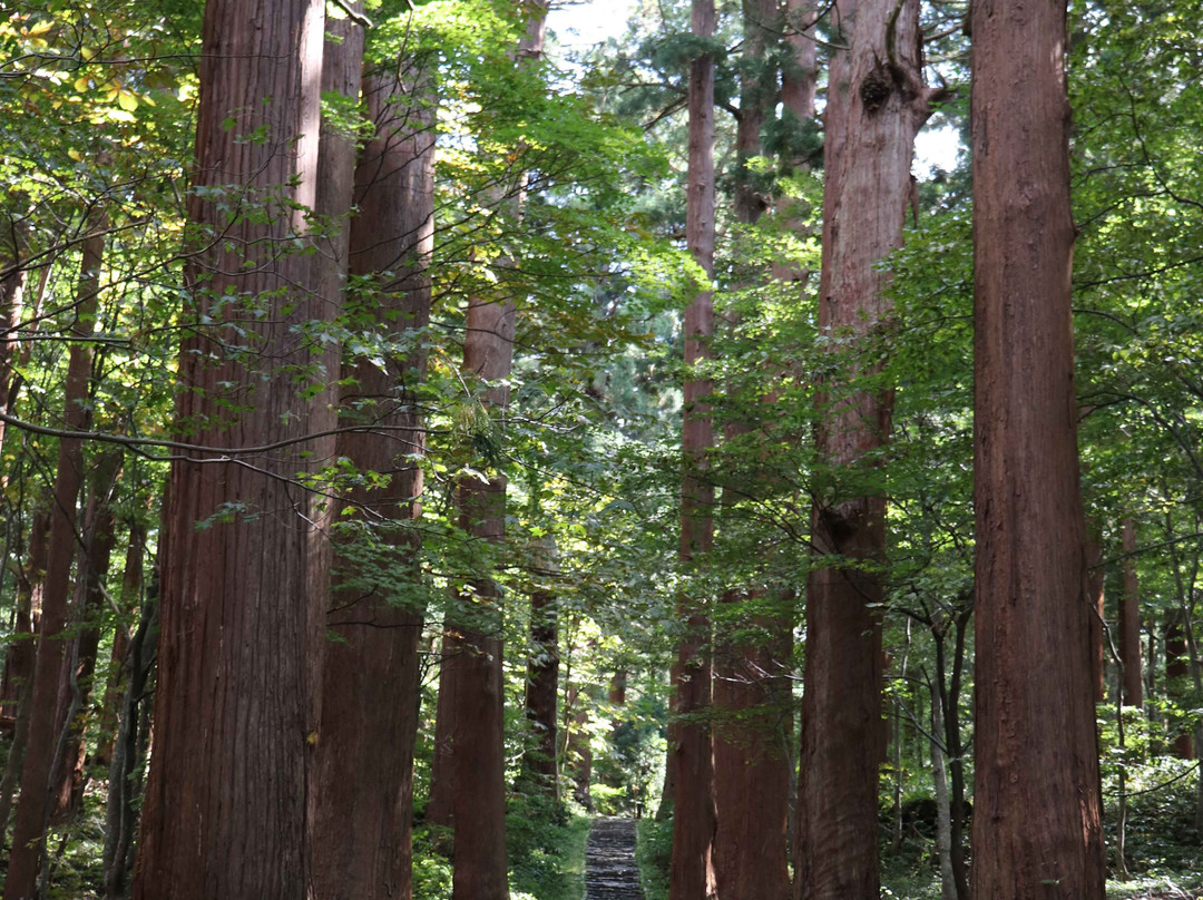 Mt.Haguro- Cedat Trees along the Approach景点图片