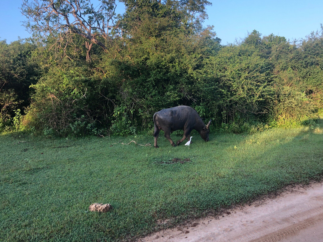 Yala Osha Safari-蒂瑟默哈拉默必去景点