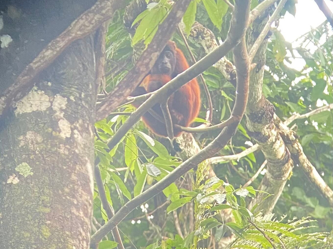 Pantiacolla-玛努国家公园必去景点