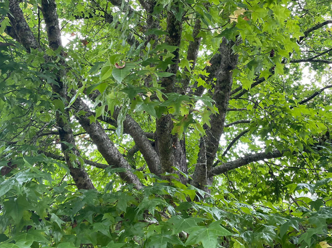 Doctors Creek Reserve-Jamieson必去景点