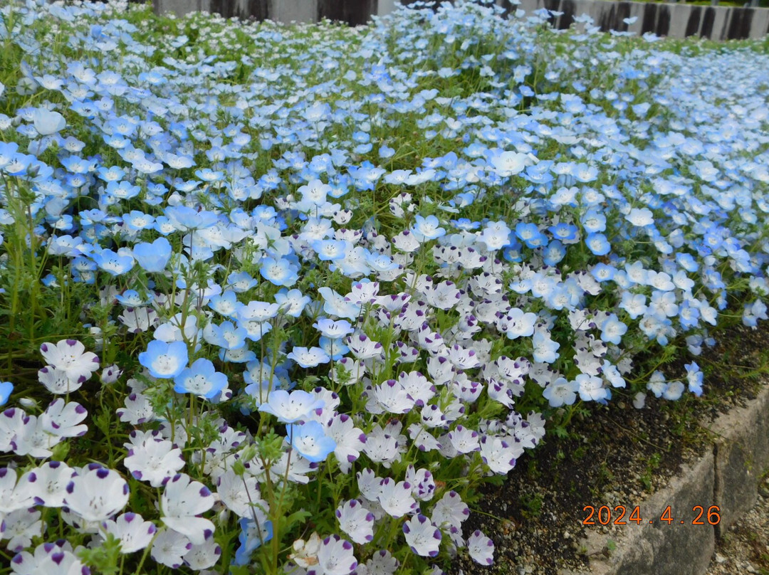 Umami-kyuryo Park-河合町必去景点