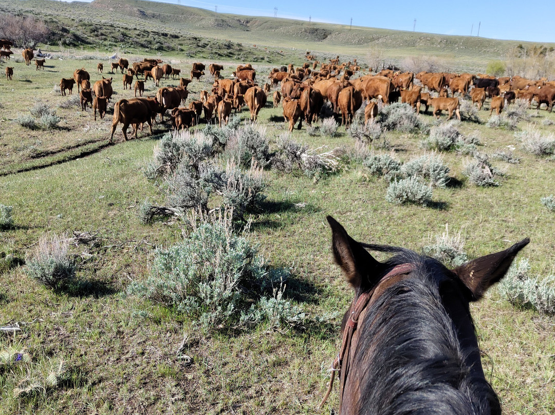 Two Creek Ranch主图