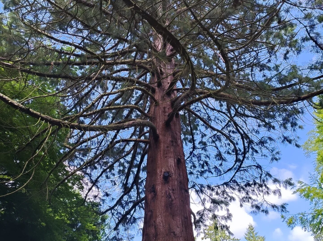 Brandon Country Park景点图片
