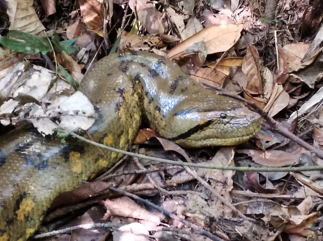 Amazon Explorer-伊基托斯必去景点