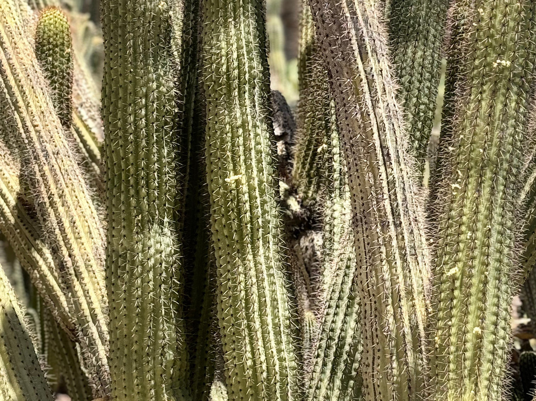 Fifth Avenue-斯科茨代尔必去景点