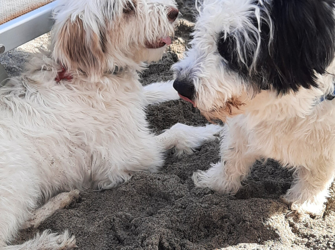 Rin Tin Beach景点图片