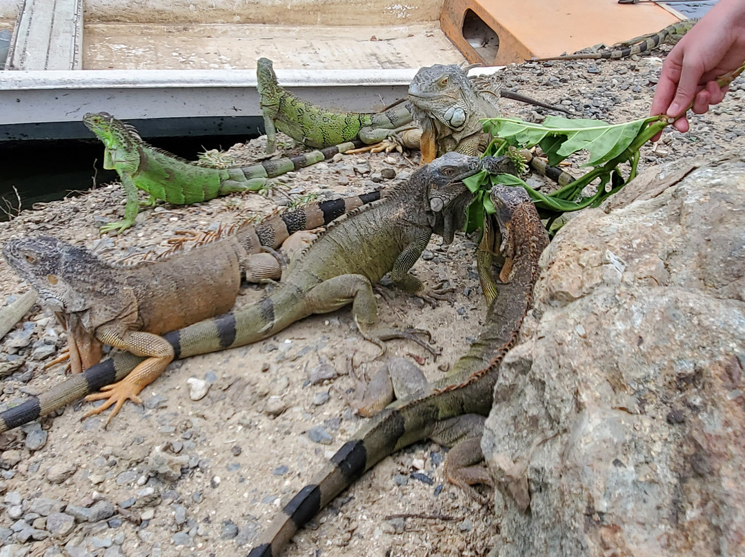 St Maarten Island Tours & Activities-菲利普斯堡必去景点