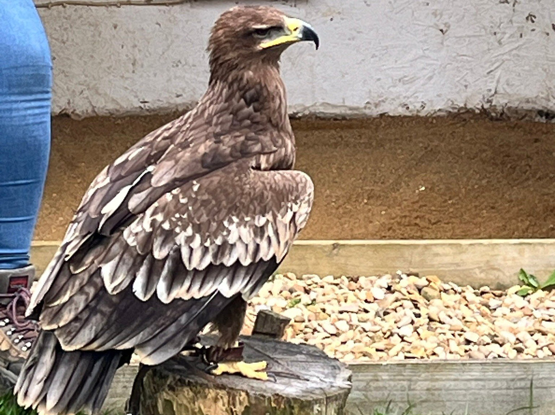 Fens Falconry景点图片