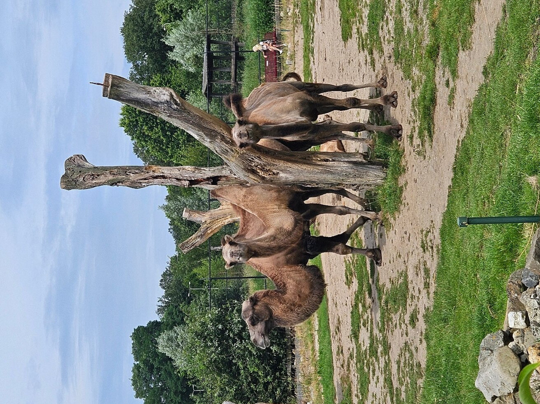 Dierenpark Zie-Zoo景点图片