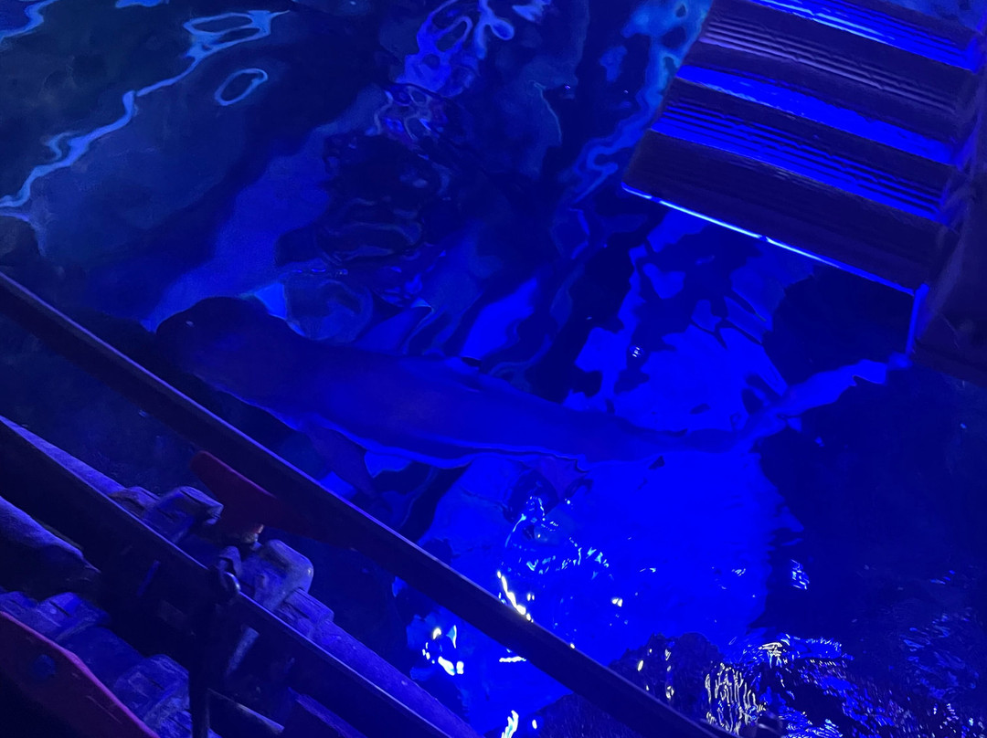 Loch Lomond Sea Life Aquarium景点图片