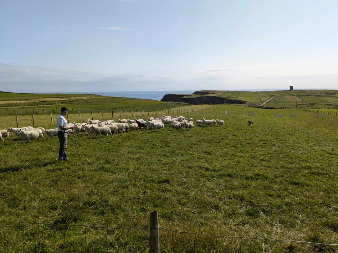 Away to Me Sheepdog Trial Demonstrations-Malin Beg必去景点