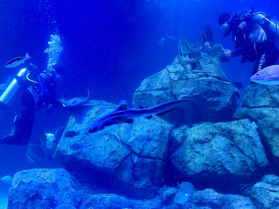 Marassi Aquarium & Underwater Zoo景点图片