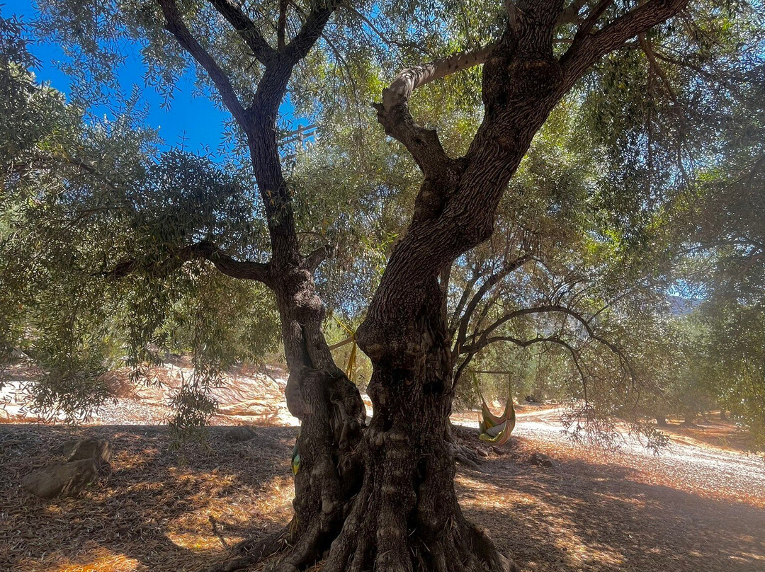 Ojai Olive Oil-奥海必去景点
