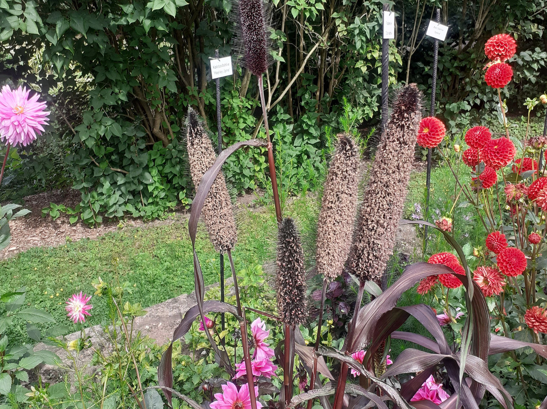 Botanischer Garten景点图片